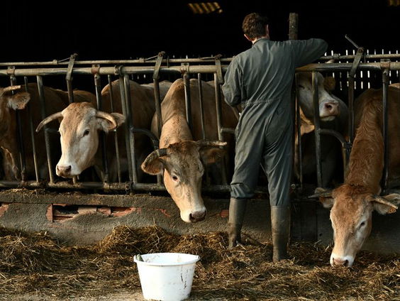 Uitkoopregeling boeren had 1,5 miljard goedkoper gekund
