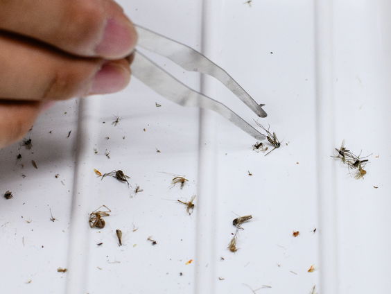 Suriname is malariavrij: hoe staat het met de ziekte in de rest van de wereld?