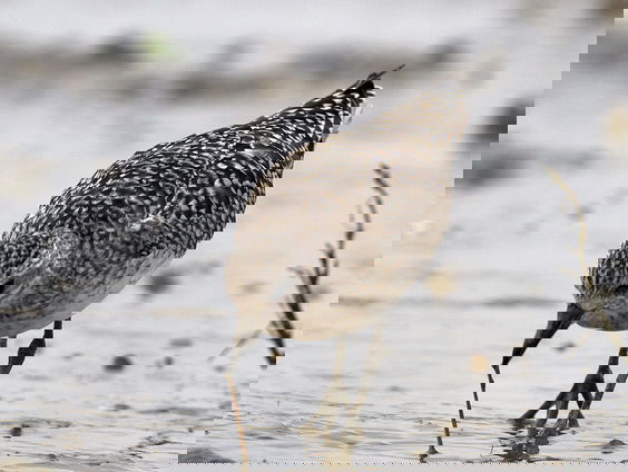 ‘Surinaamse Wadden’ belangrijk voor steltlopers