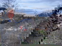 Maastrichtse oehoe-onderzoeker opgenomen in World Owl Hall of Fame