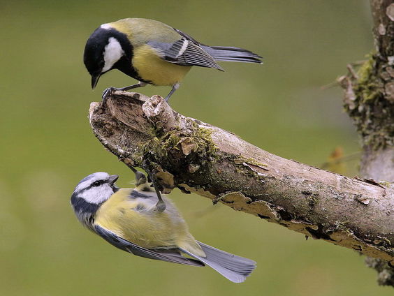 Tel mee met de Nationale Tuinvogeltelling