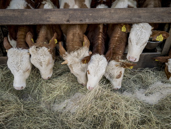 Eerste bio-dynamische boerderij in Nederland bestaat 100 jaar