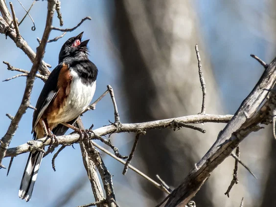 Steeds minder vogelgezang om ons heen, maar de grote karekiet geeft hoop