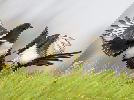 2025: het Vlaamse jaar van de ekster