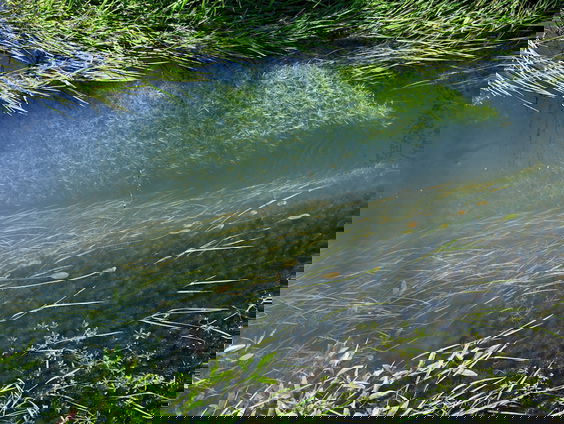 Het gaat niet goed met de waterplanten in Nederland