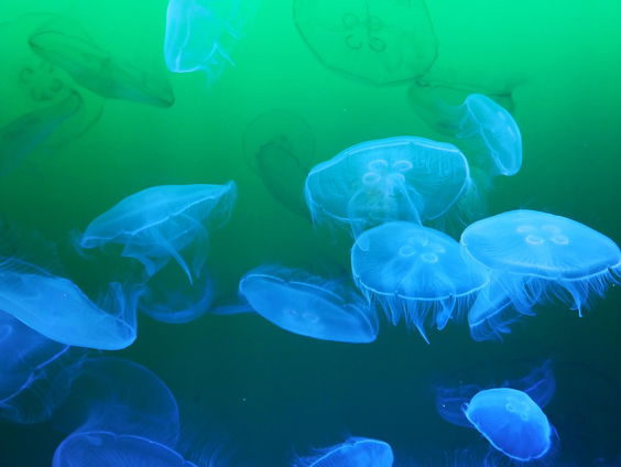 Ook in jouw favoriete rivier zwemmen misschien wel zoetwaterkwallen