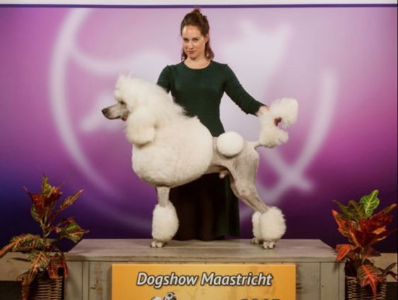 OVT Doc: Hondenrassen