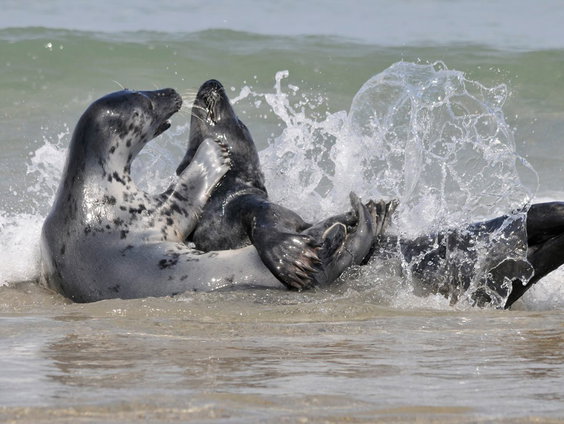 Waddenzee telt opnieuw meer grijze zeehonden