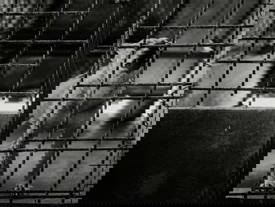 Tienduizenden dieren zijn slachtoffer van een crimineel handelsnetwerk: 'Koop geen hond via Marktplaats!'