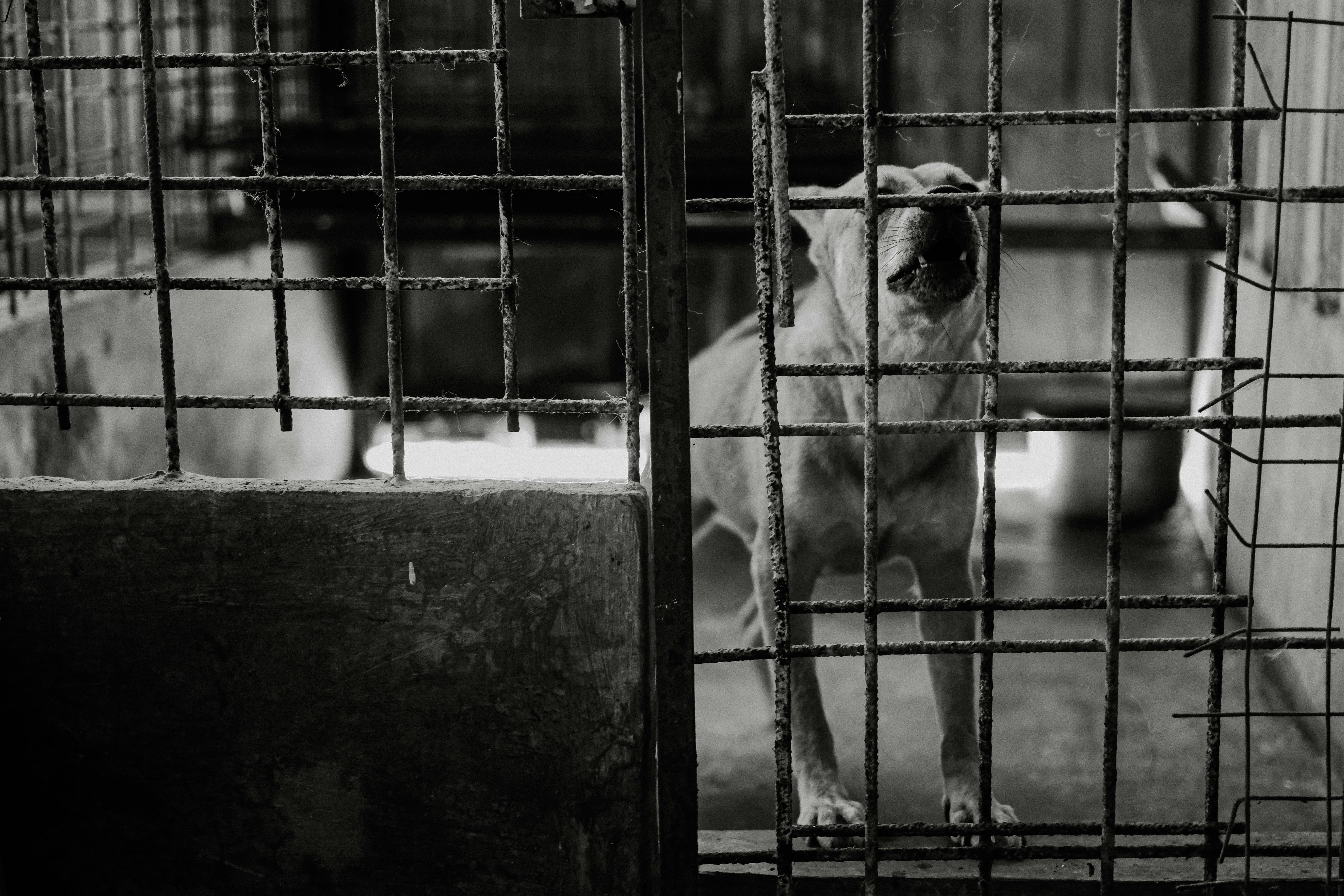 Tienduizenden dieren zijn slachtoffer van een crimineel handelsnetwerk: 'Koop geen hond via Marktpla