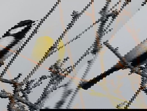 Veel sterfte onder jonge koolmezen