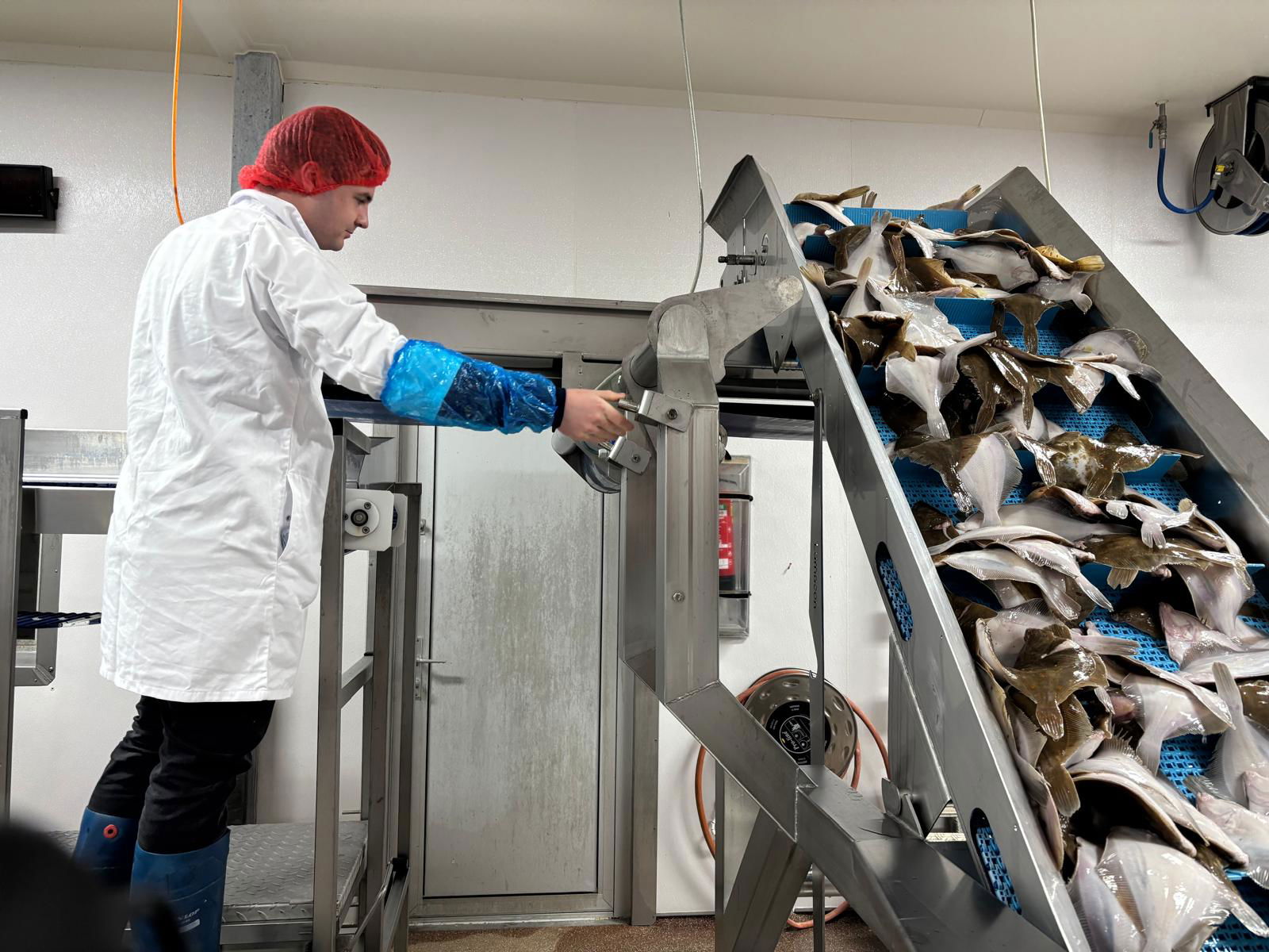 Urk als hart van Nederlandse visverwerking: 