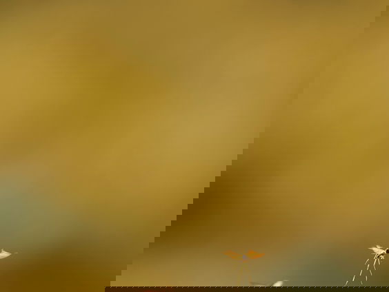 Westnijlvirus komt richting Nederland