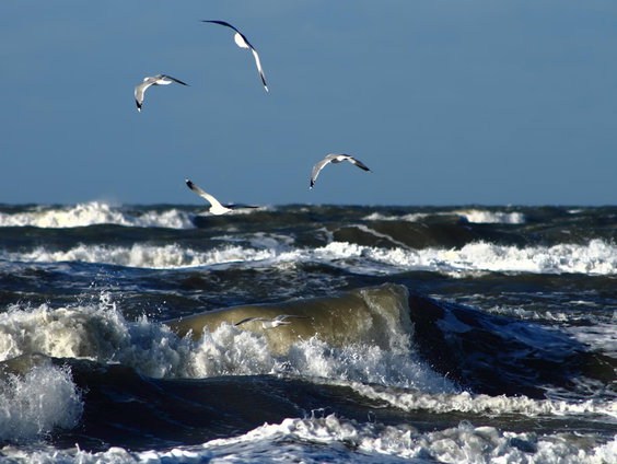 Noordzee warmt op: wat betekent dat voor zeeleven?