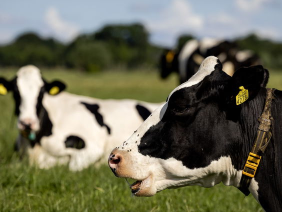 Dit zuivelmerk houdt koe en kalfje langer bij elkaar
