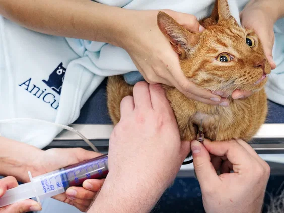 Stand.nl: 'De dierenarts is nog steeds veel te duur'