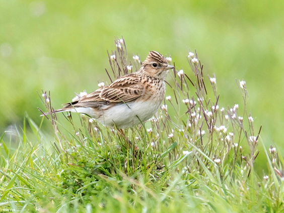 Canon van de Nederlandse boerennatuur