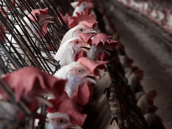 Kan de VS vogelgriep nog de baas worden?