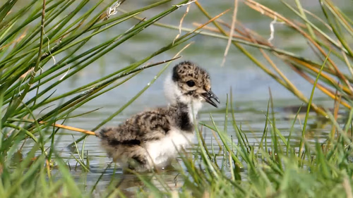 Vroege Vogels TV gaat weer van start!