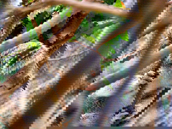 Koala's in gevaar door chlamydia