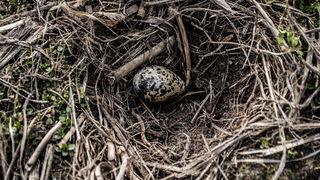 Geurt Elemans vond het eerste kievitsei van 2026