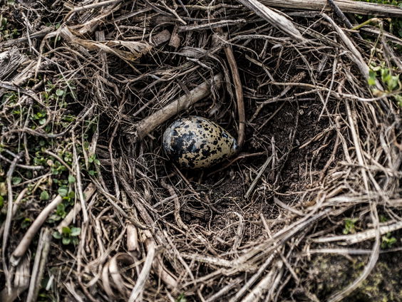 Geurt Elemans vond het eerste kievitsei van 2026