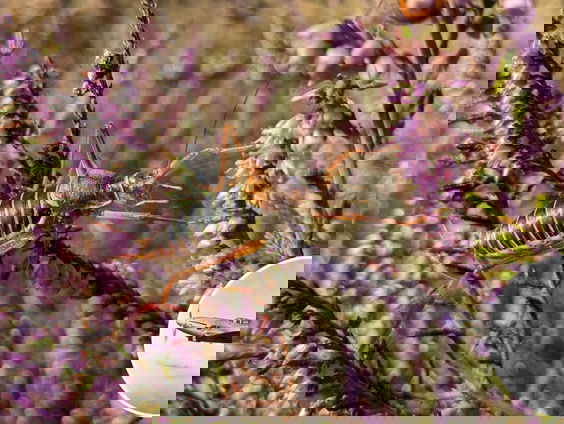 Zeldzame zadelsprinkhaan uitgezet