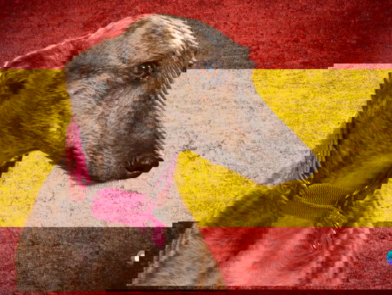 Protest in Nederland tegen wet in Spanje