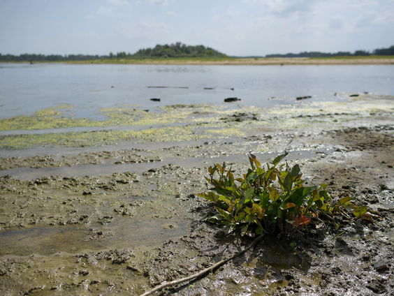 Problemen met droogte in Polen: historisch laag water