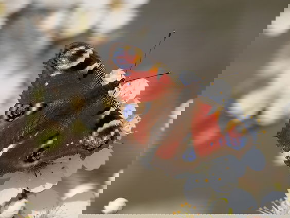 Dagpauwogen in jouw tuin | Vlinderserie #2