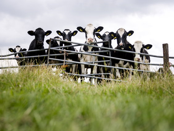 Kabinet wil met nieuwe plannen Nederland van stikstofslot halen