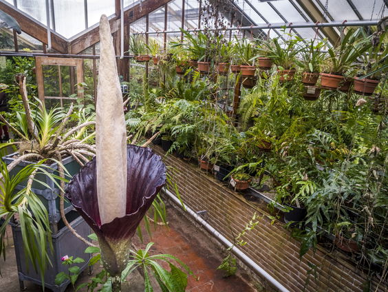 De kassen van de Hortus Botanicus in Leiden
