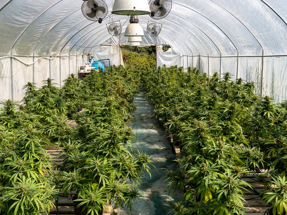 Cannabis light aan banden in Italië