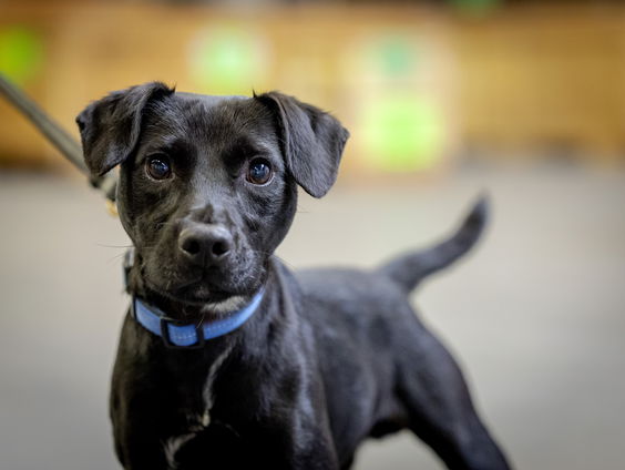 Een puppycursus tegen hondenbeten?