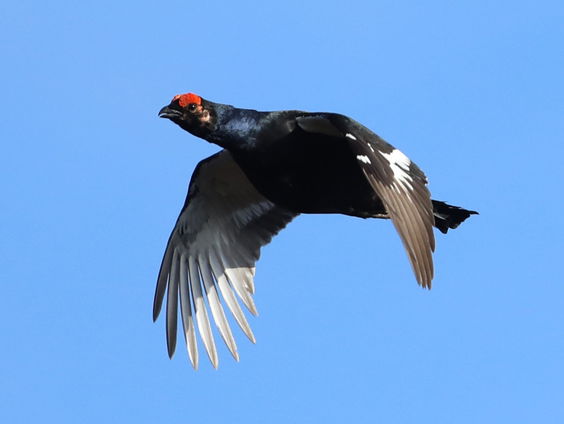 Is er nog een toekomst voor het korhoen in Nederland?