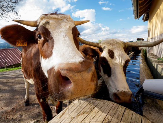 Waarom vallen koeien mensen aan?