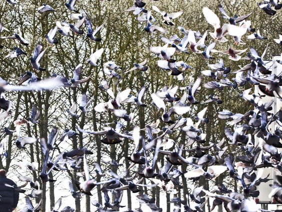 Honderden peperdure duiven gestolen, criminele bende opgerold