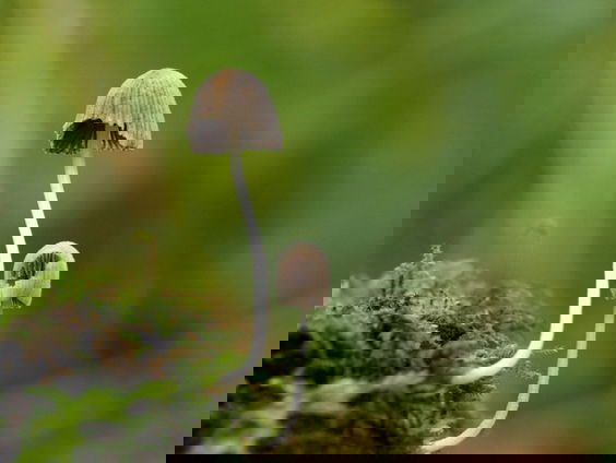 Fenolijn 6 oktober 2024