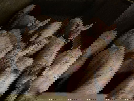 'Plannen voor dierwaardige veehouderij moeten beter'