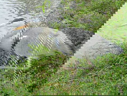 148 reigernesten geteld in Artis