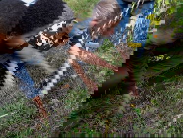 Schooltuinen zitten volop in oogsttijd