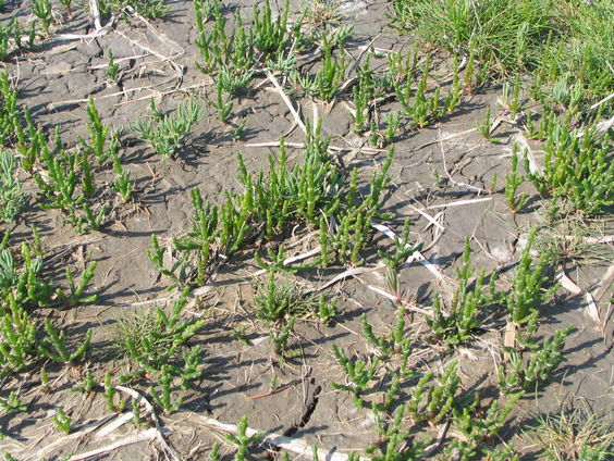 Hans Elenbaas trakteert op een proeverij van zeekraal, lamsoor en zeebanaan