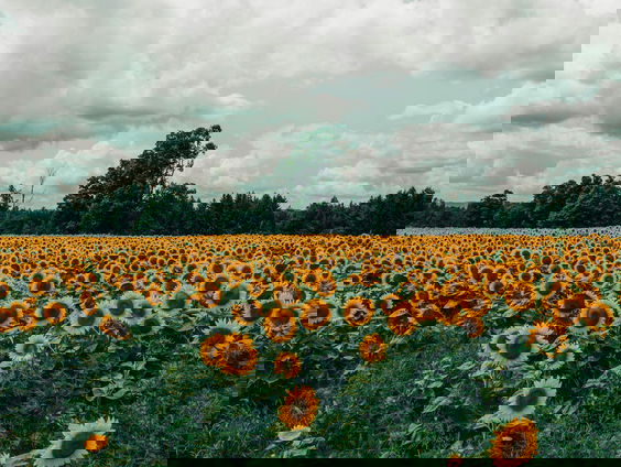 Komt de grootste zonnebloem ter wereld in Enschede te staan?