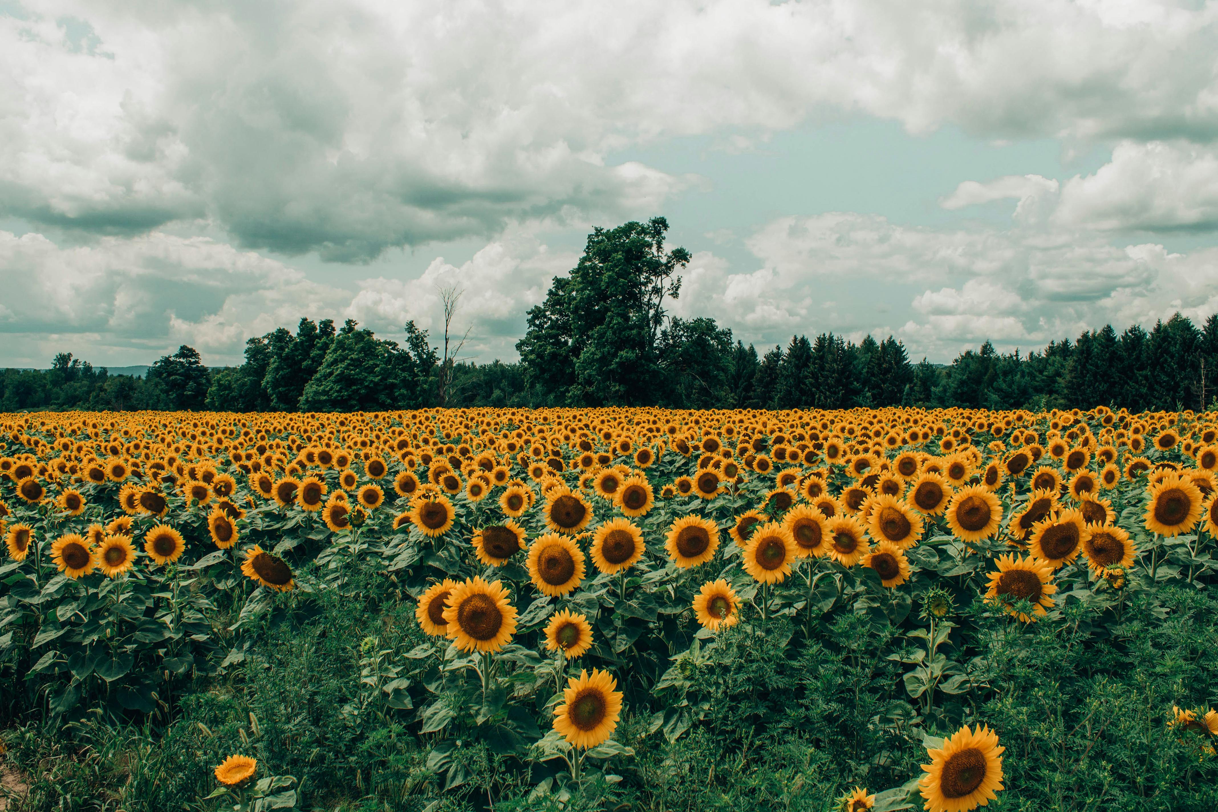 Komt de grootste zonnebloem ter wereld in Enschede te staan?