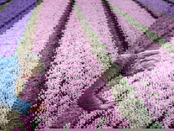 Lelieteelt neemt toe, omwonenden spannen zaken aan tegen telers: wat is er aan de hand?