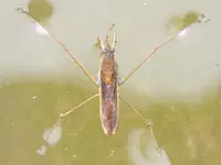 Schaatsenrijder is het waterdiertje van 2026