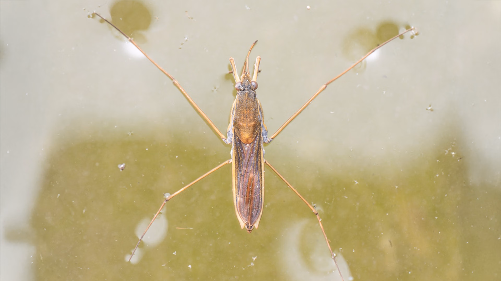 Schaatsenrijder is het waterdiertje van 2026