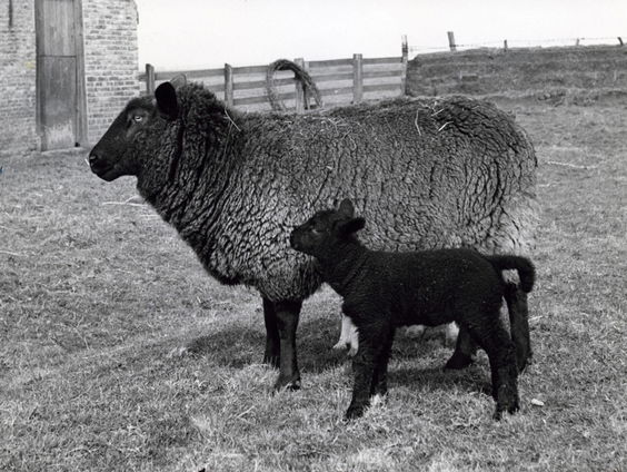 Echte Drentse heideschapen op het Dwingelderveld