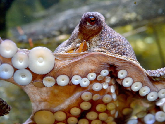 Huisvriend Rob van Hattum: 'Als wij weg zijn, zouden inktvissen de wereld over kunnen nemen'