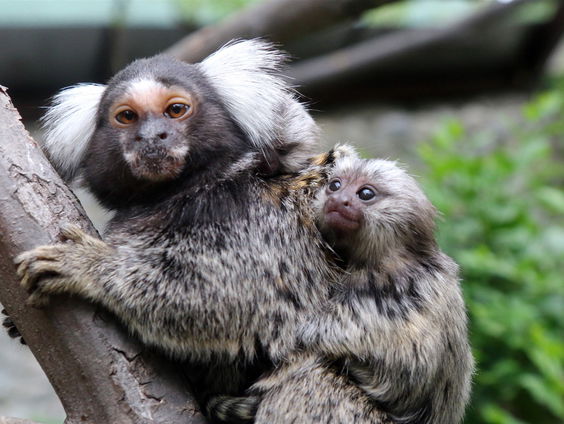 Ook dieren geven elkaar namen
